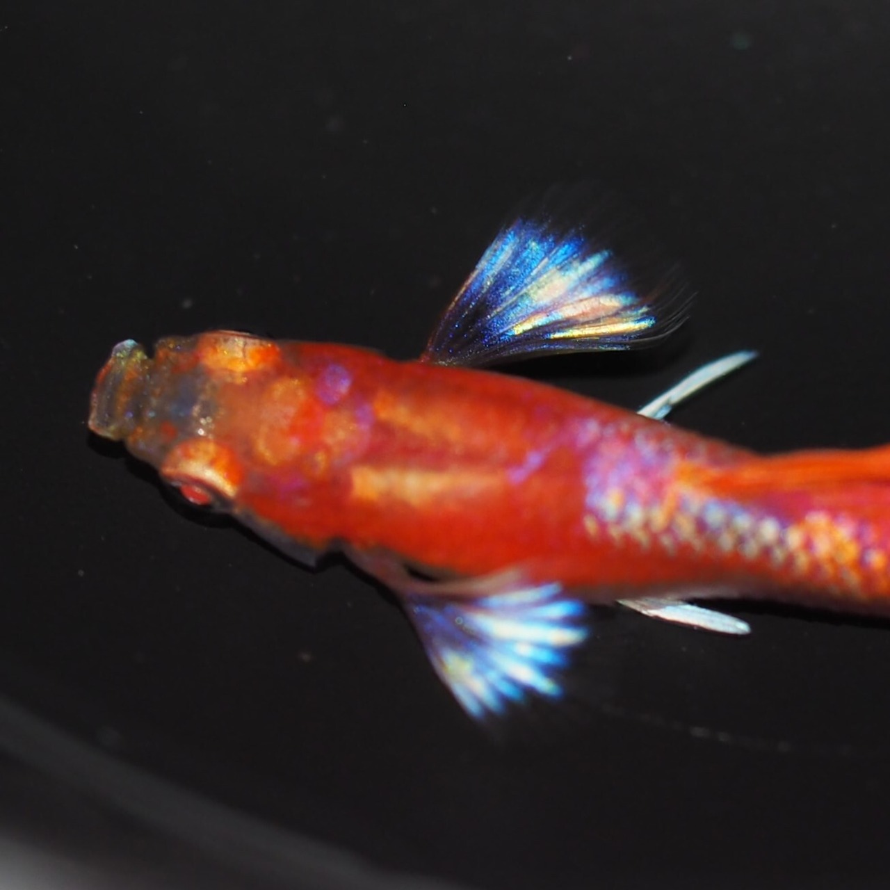 RREAフルレッドタキシードホワイトウイング　若魚1ペア(国産グッピー)