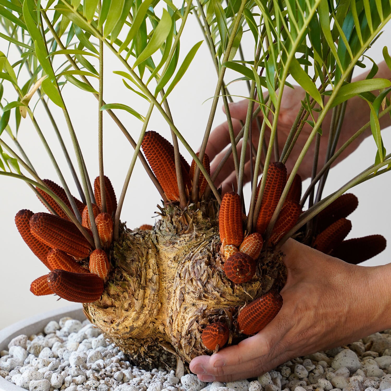 ザミア フロリダーナ | AYANAS（アヤナス）｜観葉植物のセレクト