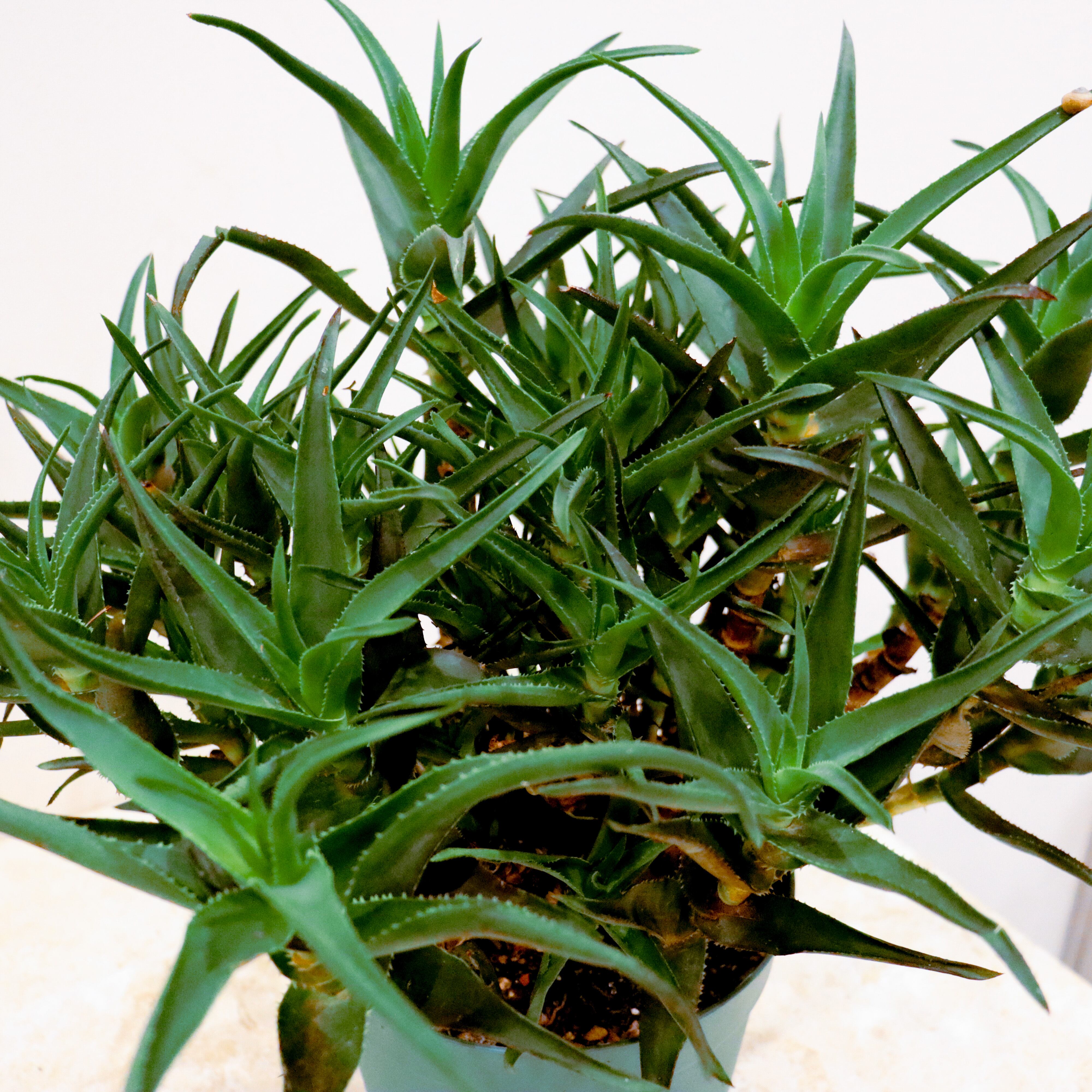 アロエ デラエティ 観葉植物 屋内 屋外 可 Greens For Good公式オンラインショップ グリーンデザイン事務所直営 観葉植物 の通販サイト