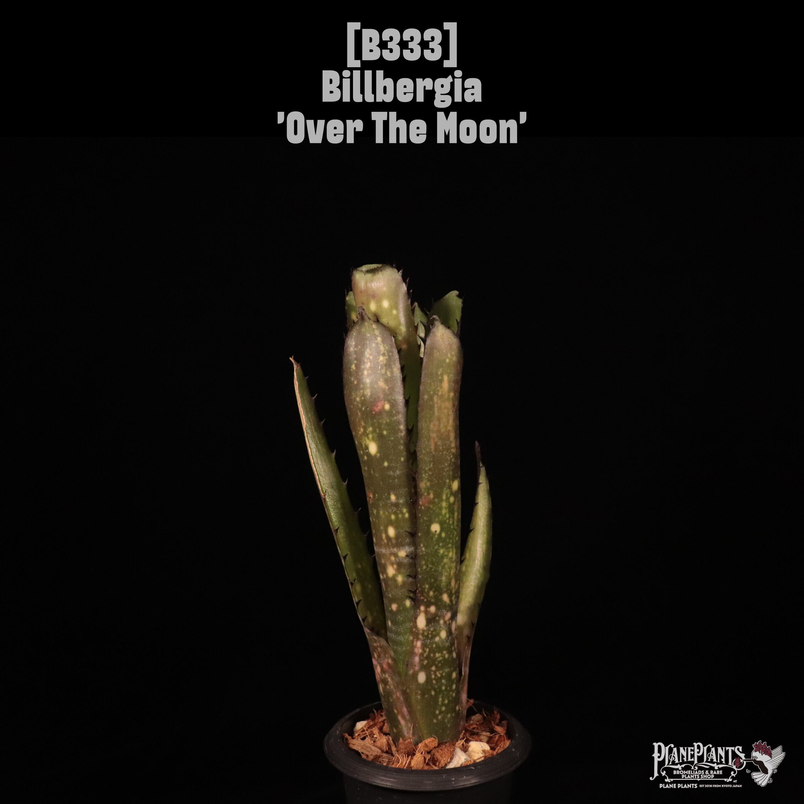 Billbergia | plane plants