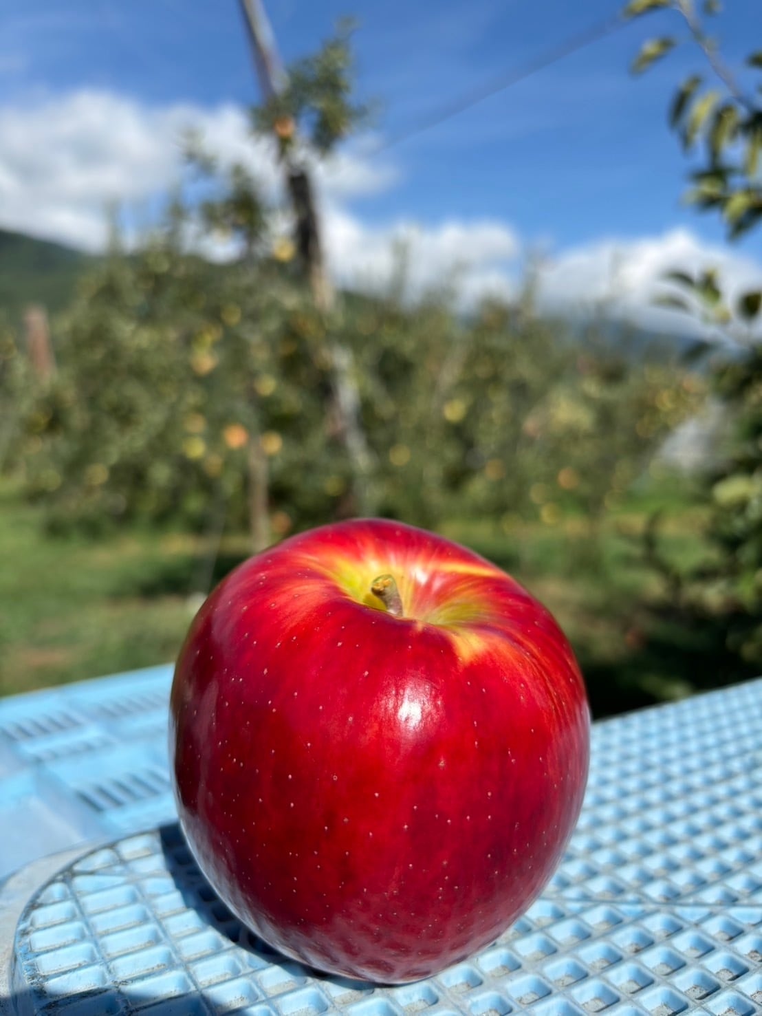 くるりん出品 くるりんさん専用 くるりんさん専用 りさま専用 りんさま専用 ZX