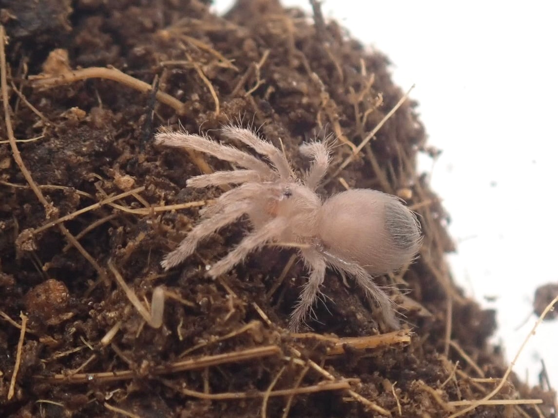 アルゼンチンブロンズバードイーター/Acanthoscurria cordubensis 幼体