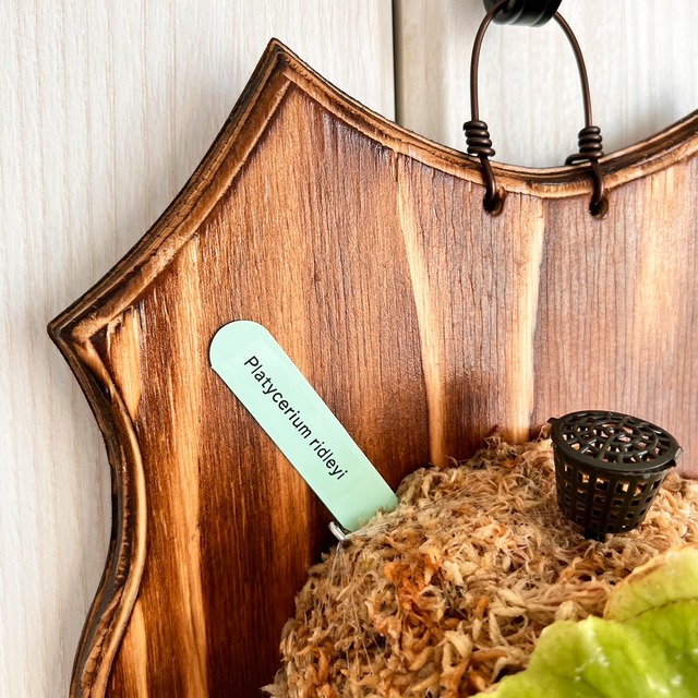 ビカクシダ リドレイ 板付 【観葉植物 室内 コウモリラン】