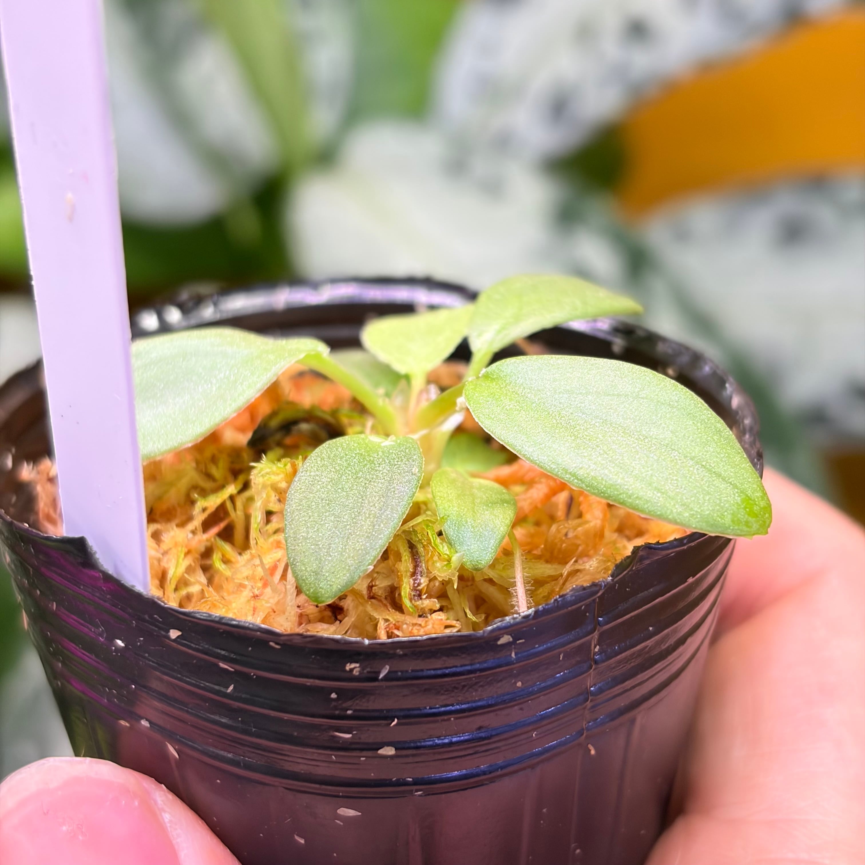 Homalomena sp. 花緑青 Tapanuli Selatan 【ZOE1025-4p】 銀葉個体
