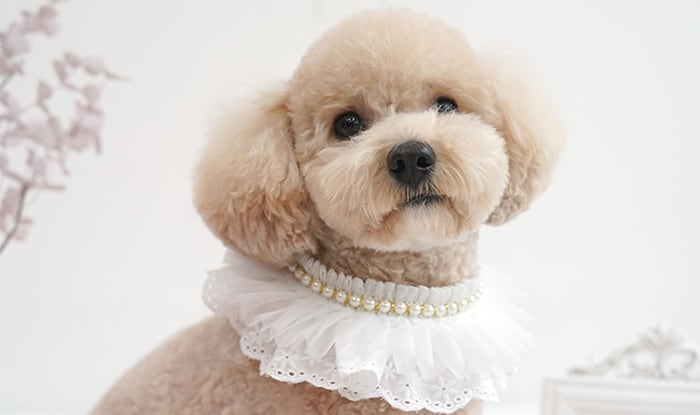lovely cape 3color / 犬 首輪 韓国 おしゃれ 可愛い レース リボン