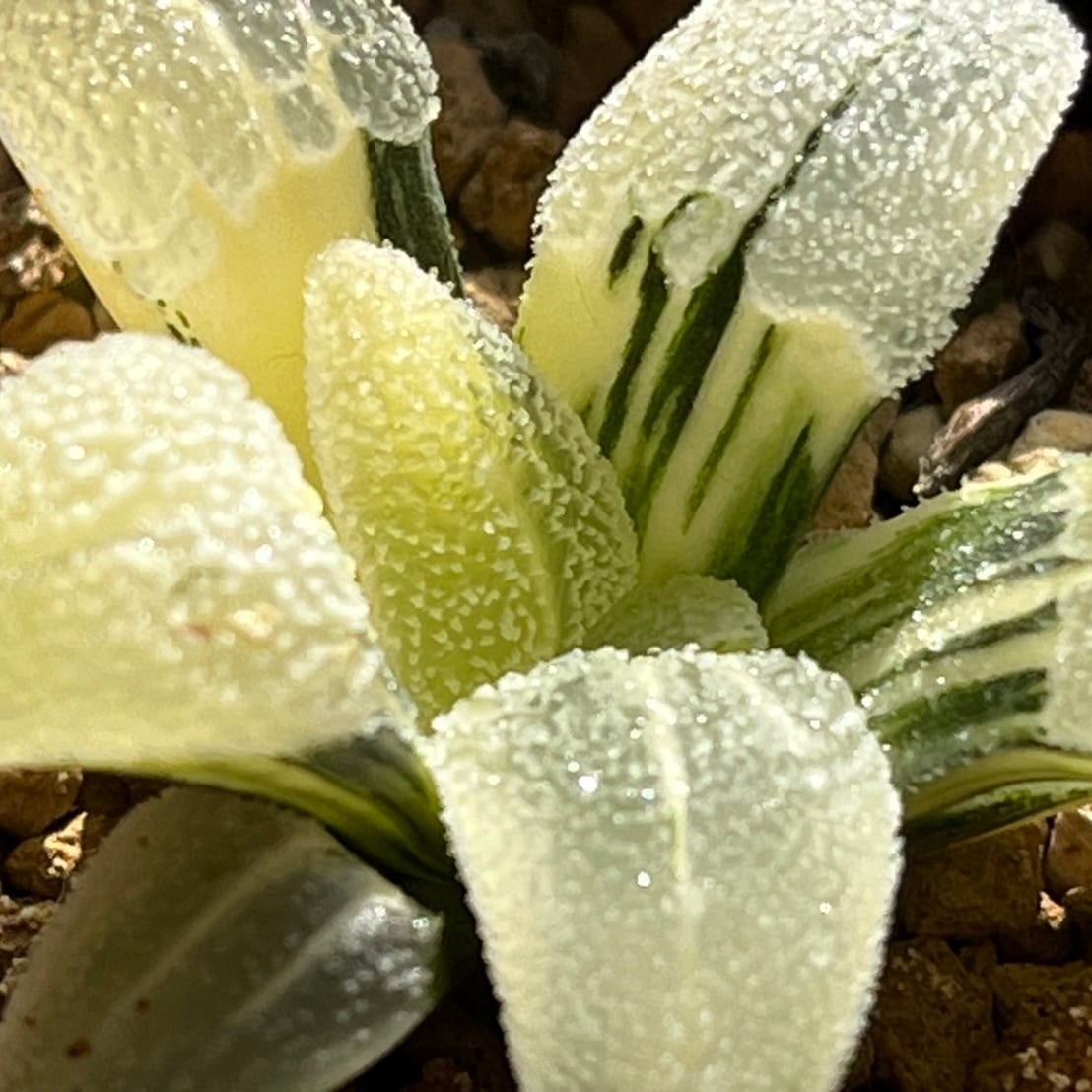 ハオルチア 白銀鉄道錦 | mocono_plants