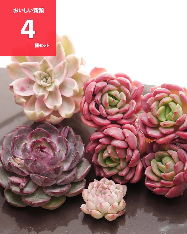 【セットA おいしい多肉 4種】プリン錦／チーズブルーベリー／ファンタ 他