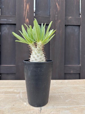 【新着】 Pachypodium Gracilius 1【まん丸実生苗】パキポディウム グラキリス