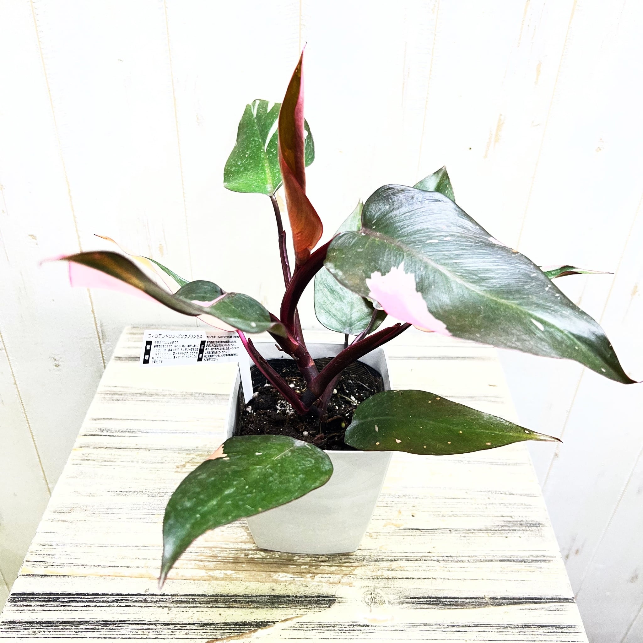 PLANTS SHOP OLIVE
