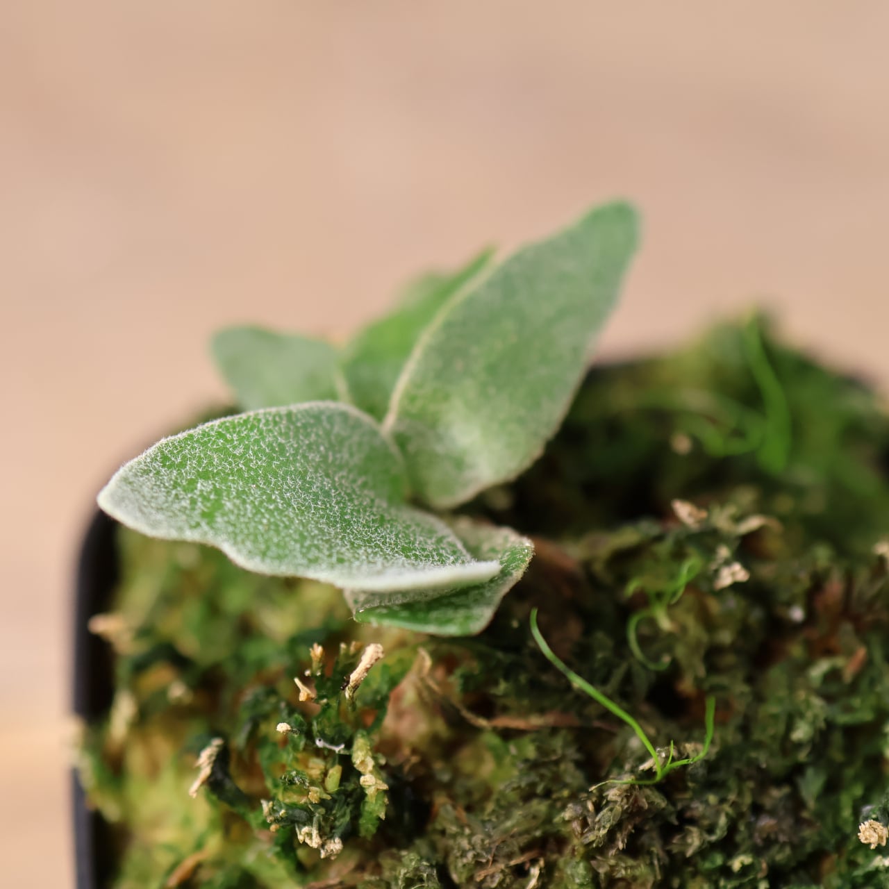 観葉植物 P. willinckii 'Masayu' (TC) ビカクシダ 700『ビカクシダ ウィリンキー Masayu TC』 観葉植物【送料無料