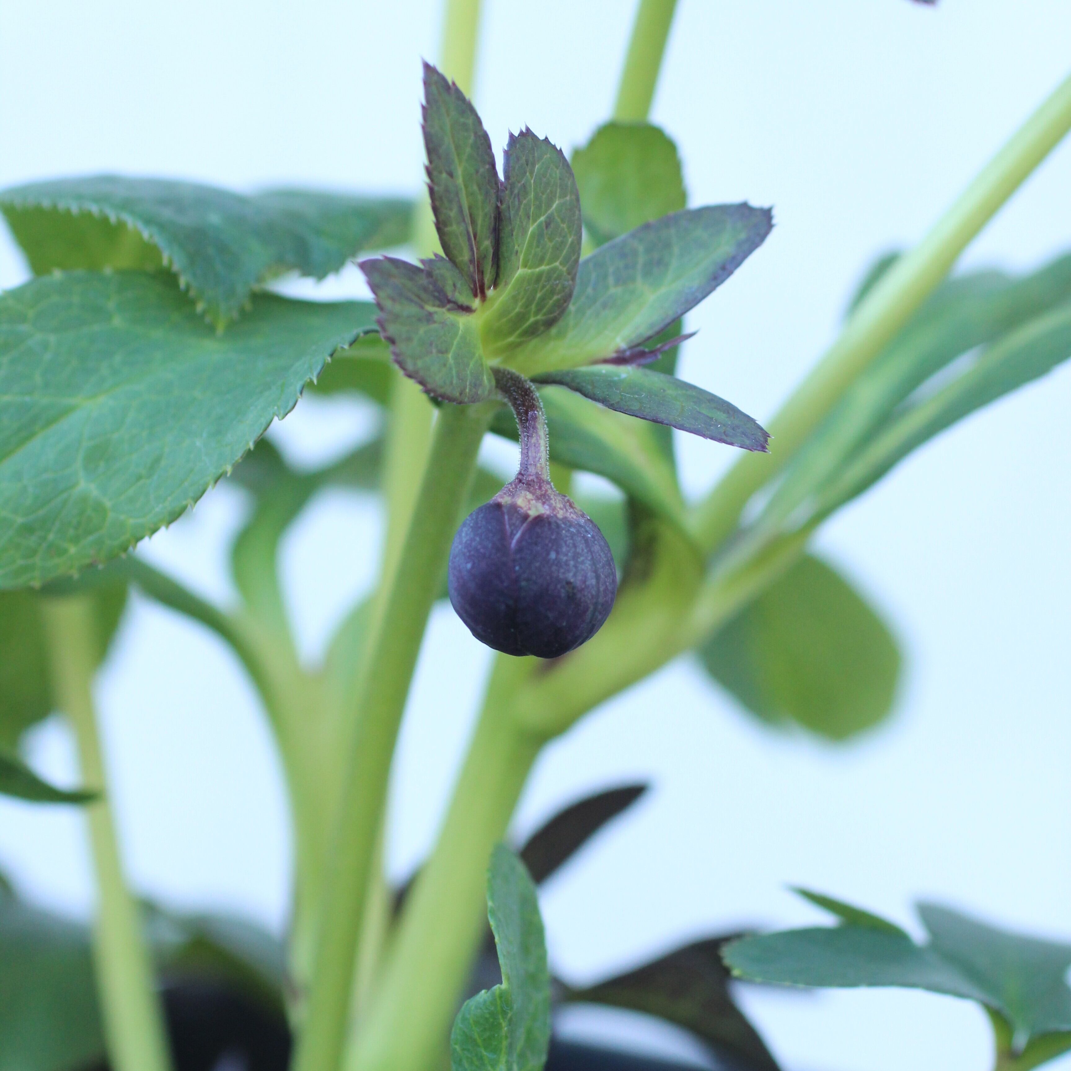 WS26-105 クリスマスローズ ウィンターシンフォニー 小輪系ブラック