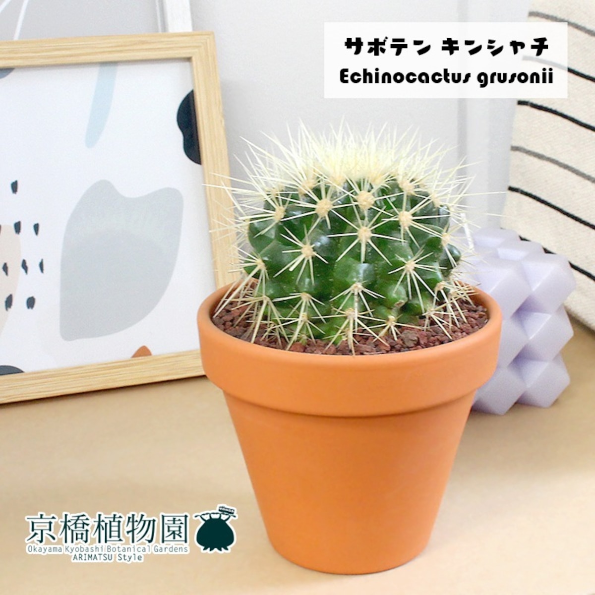 サボテン 金鯱（キンシャチ） 3.5号 | 京橋植物園