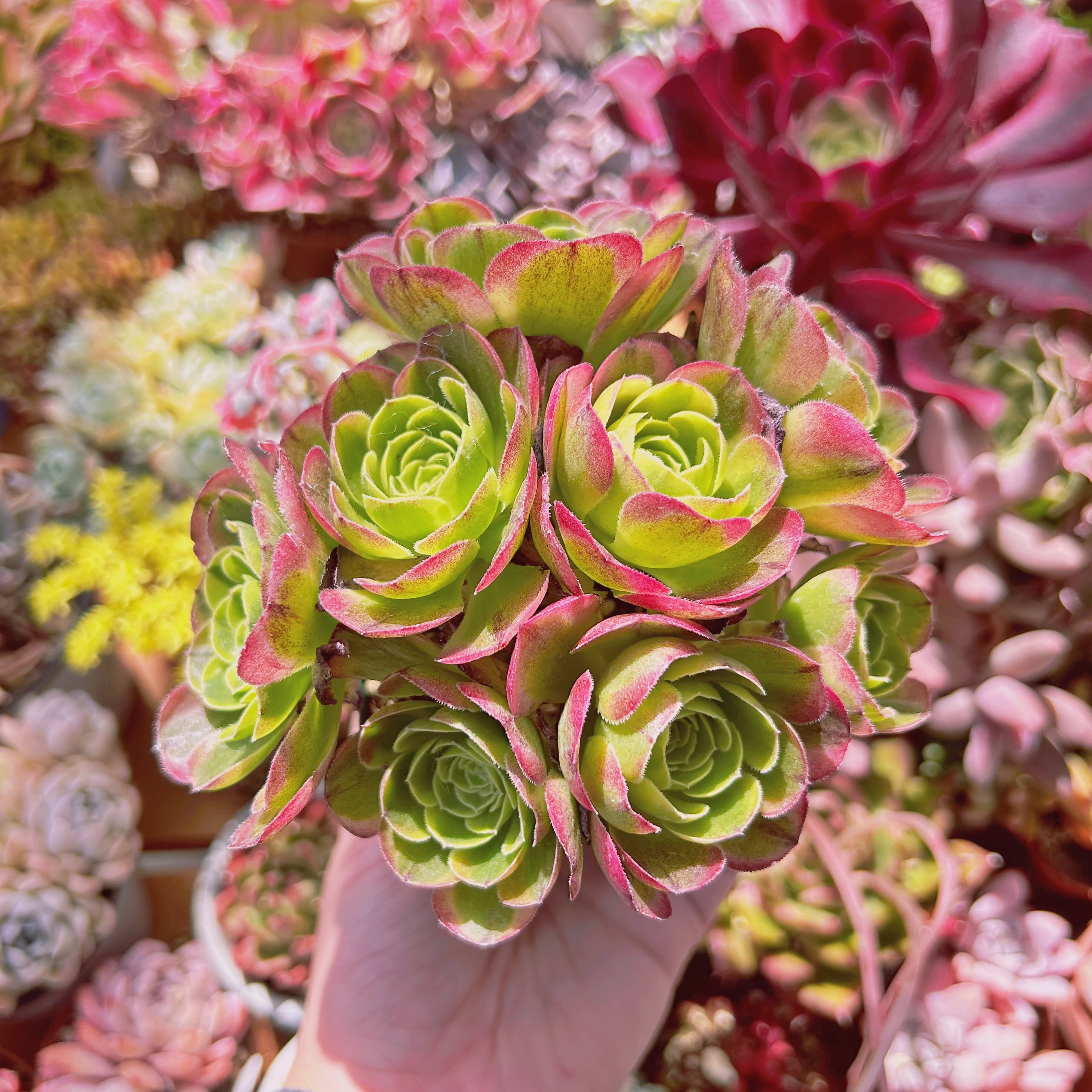 多肉植物　ゴールドハロウィン　5頭以上　大群生