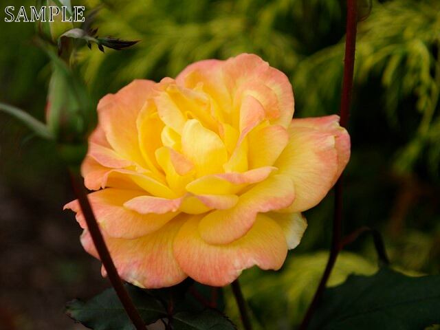 薔薇　リオ・サンバ  JPEG