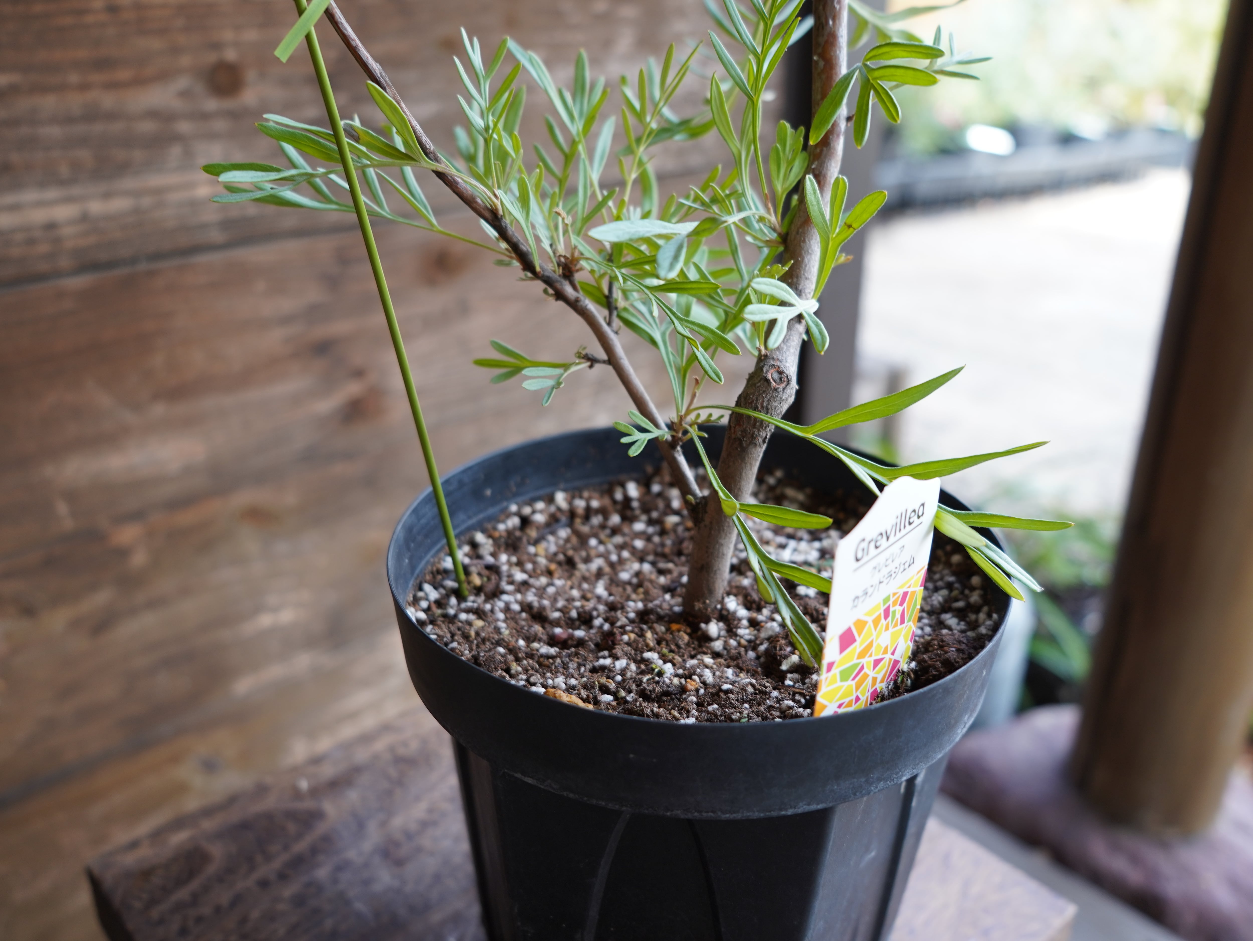 【現物】グレビレア　”カランドラジェム”