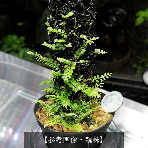 アスプレニウム・ホロフレビウム　Asplenium holophlebium