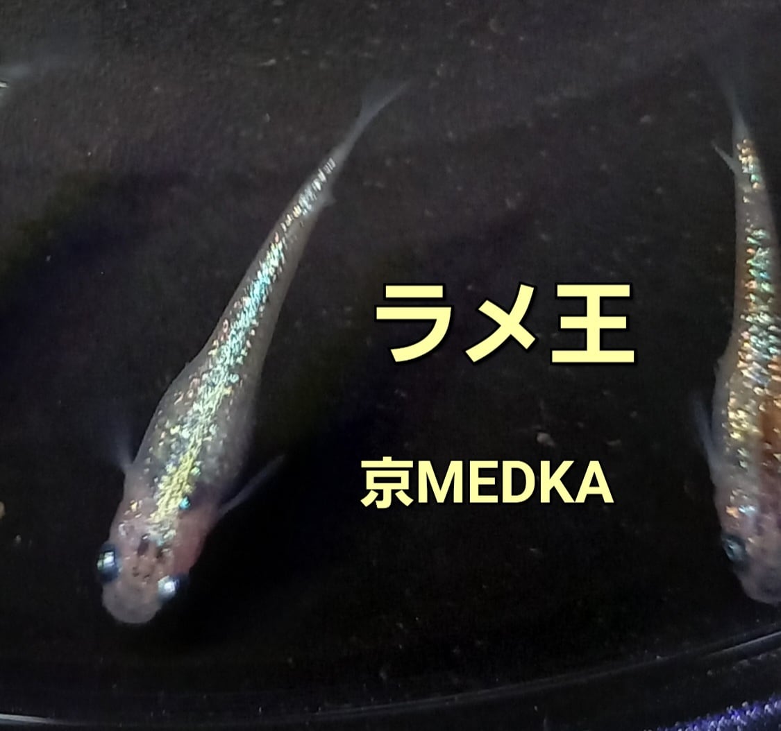 ラメ王　メダカ　５０匹〜 極ラメミックス 50匹 | 上州めだか