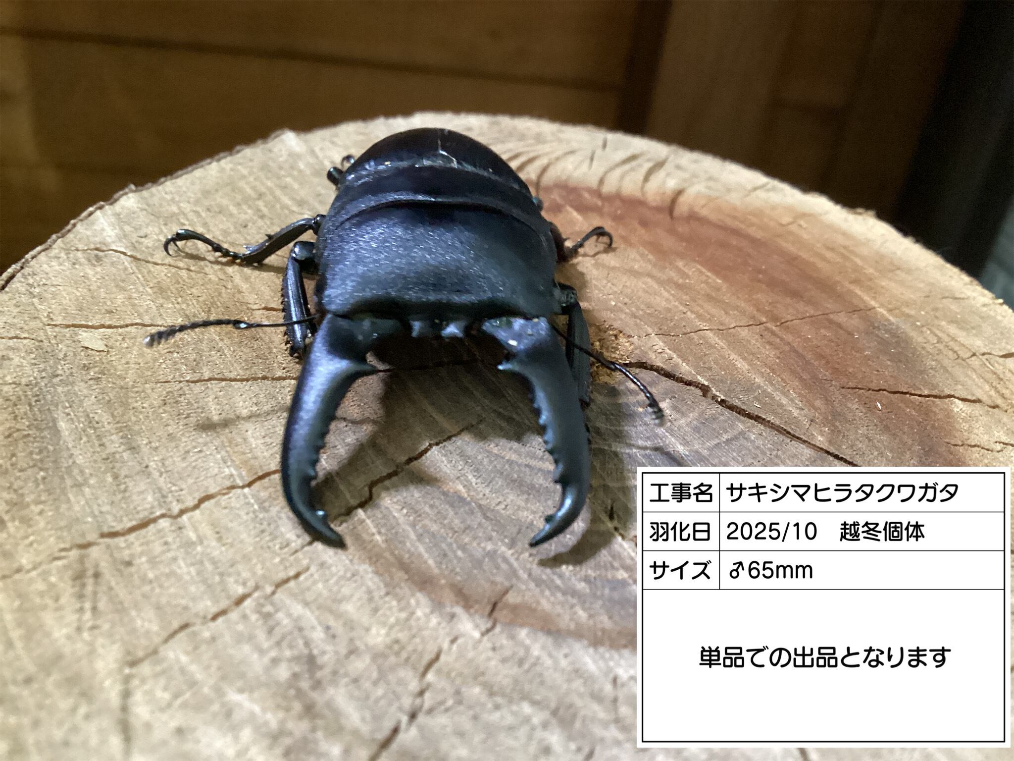 顎MAZIORA】ギガンテウスシワバネクワガタ 昆虫標本 ニジイロクワガタ