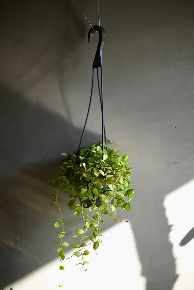 ホヤ・ヘウスケリアナバリエガータ(希少品種）