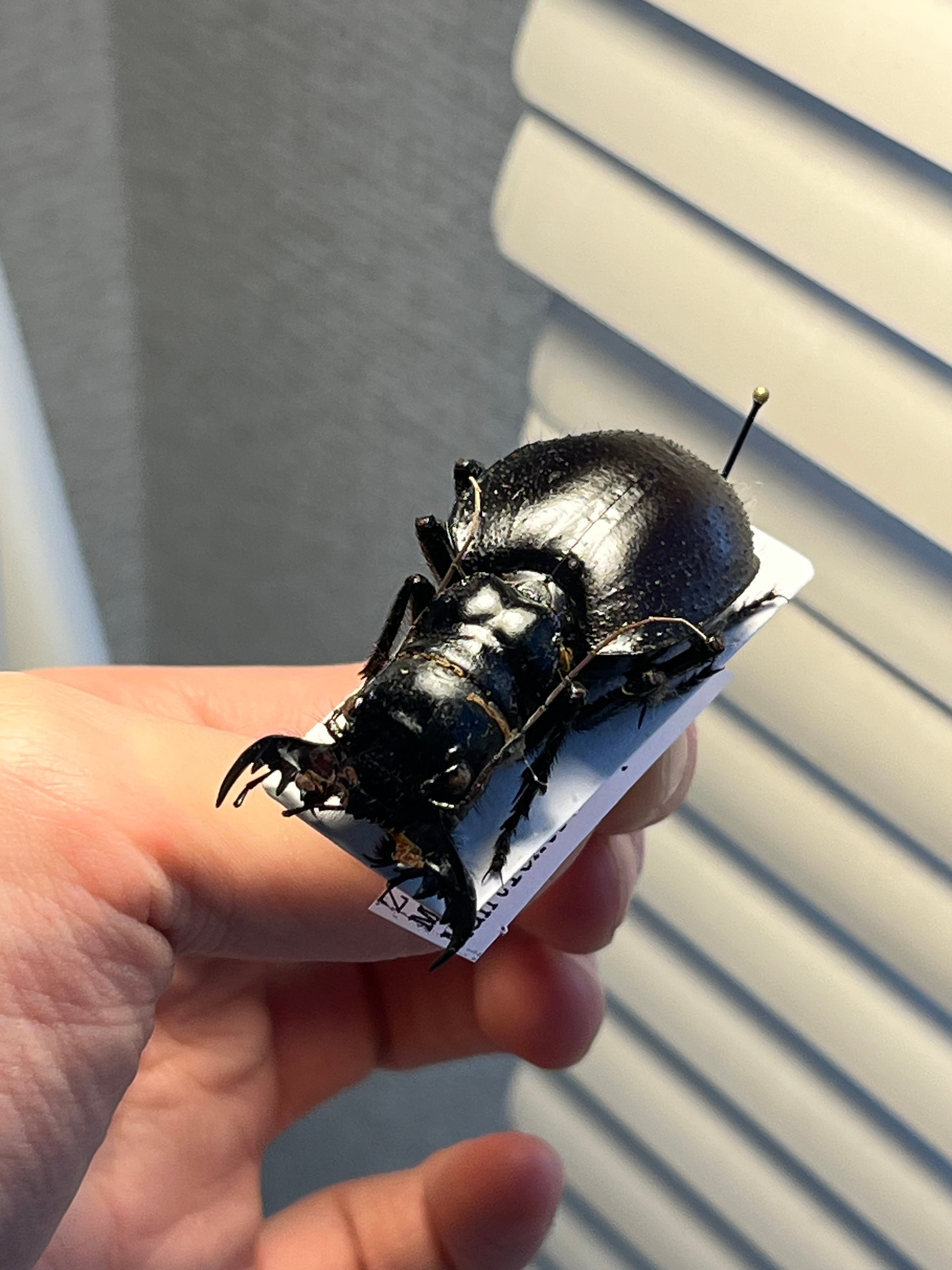 大閻魔斑猫最大種】オオエンマハンミョウ Manticora タンザニア産 昆虫