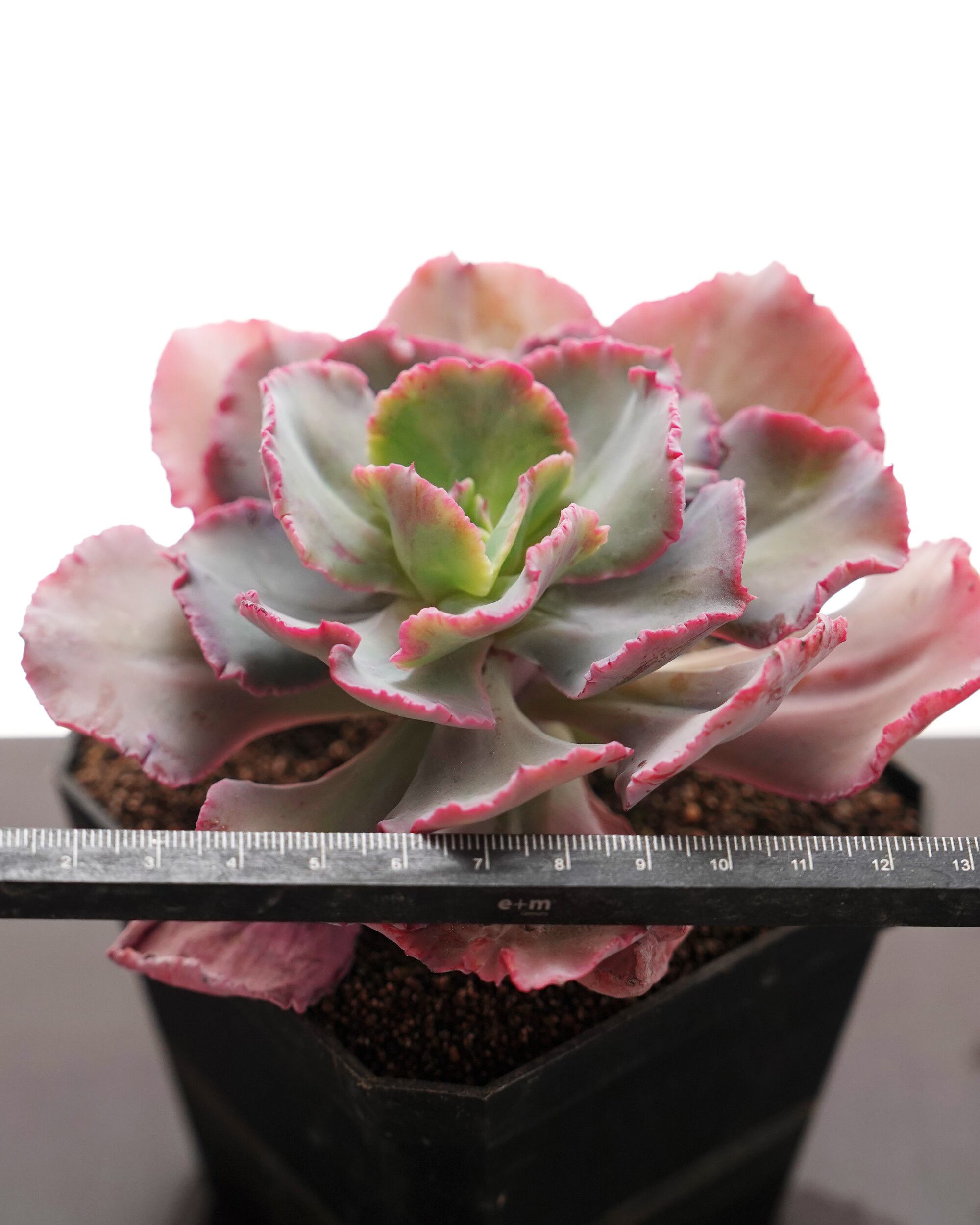 抜き苗 ディックライト Echeveria 'Dick Wright' | PUKUBOOK