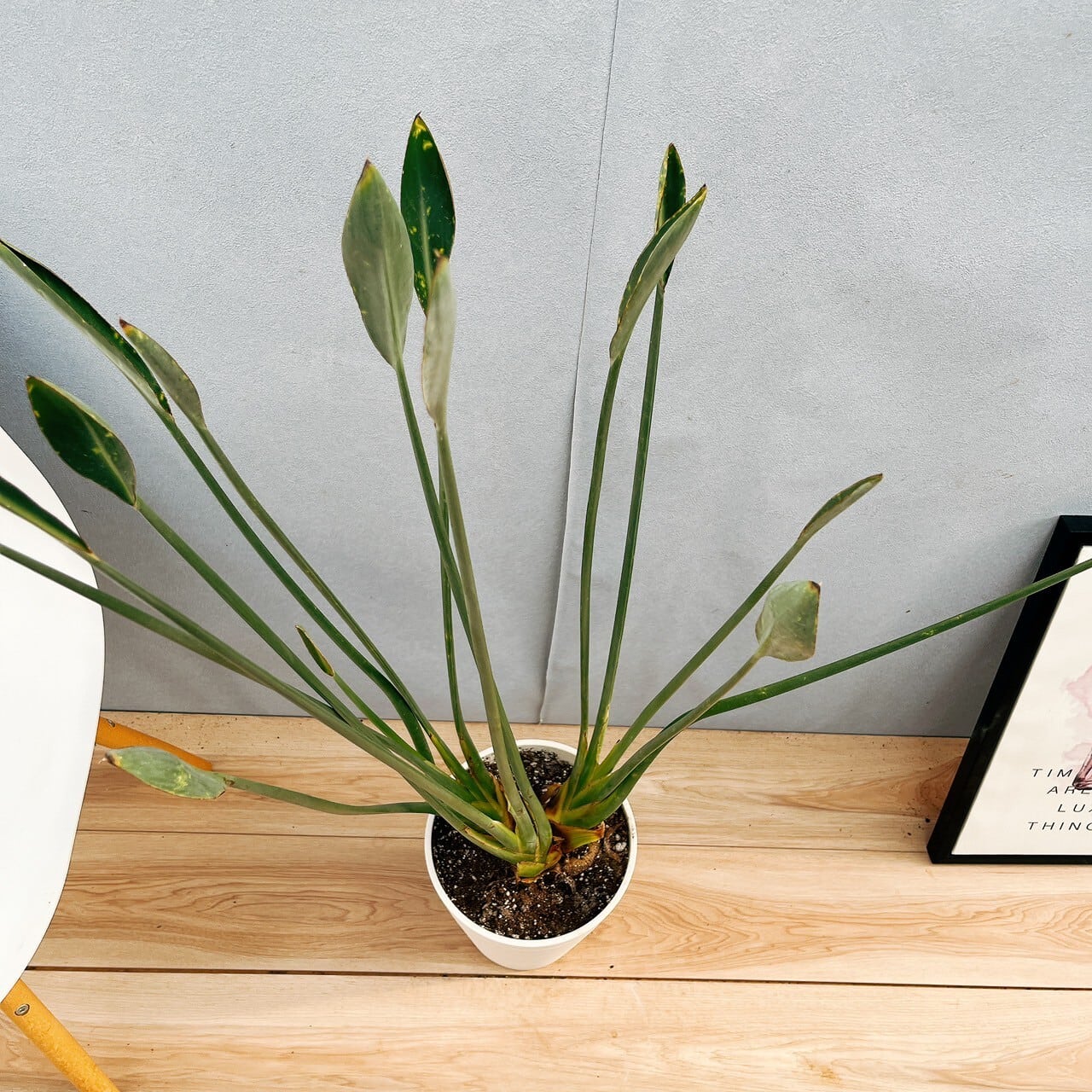 現品］【希少】2番 ストレリチア ノンリーフ 根上がり 7号 観葉