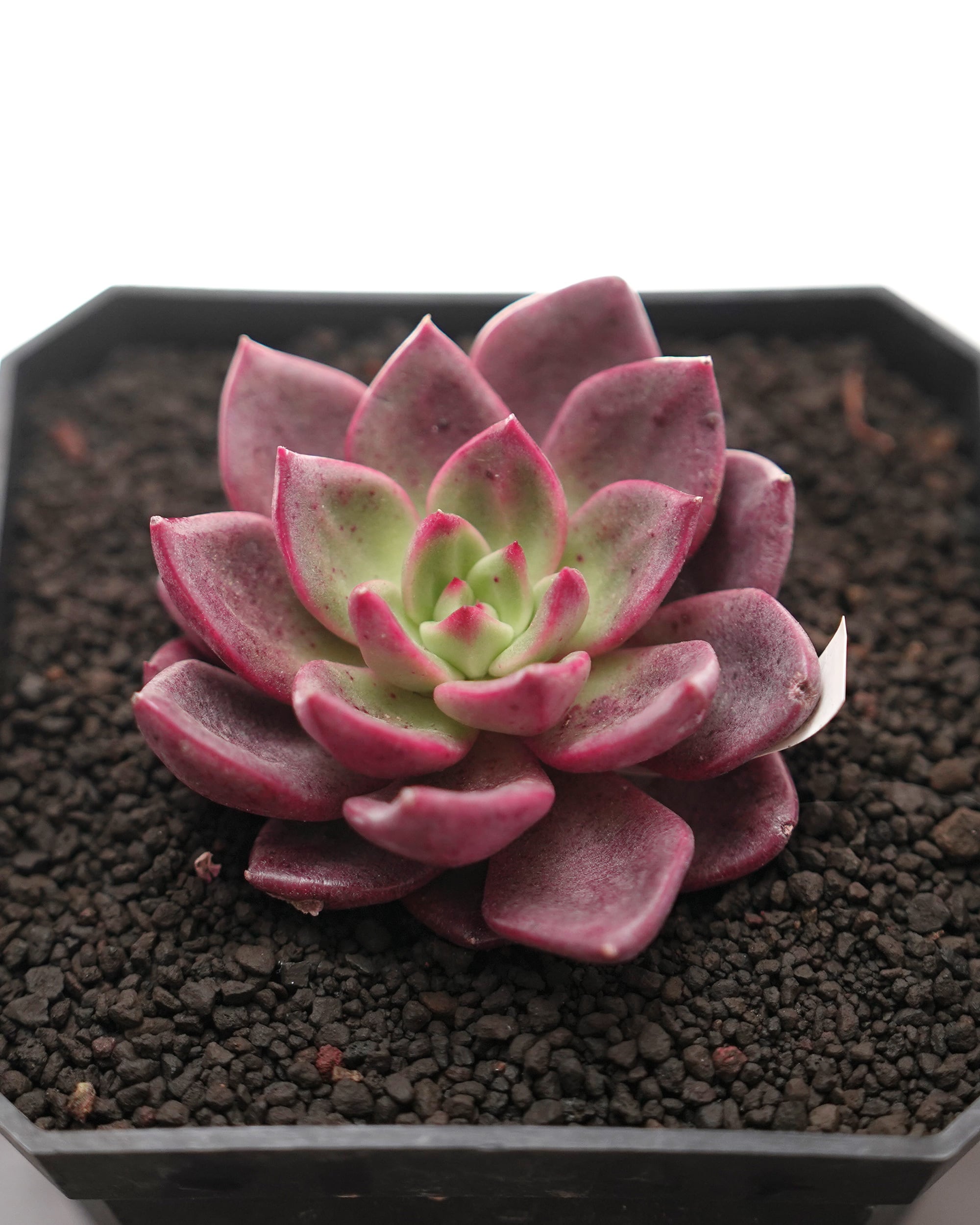 レア種・新品種 | PUKUBOOK SUCCULENTS