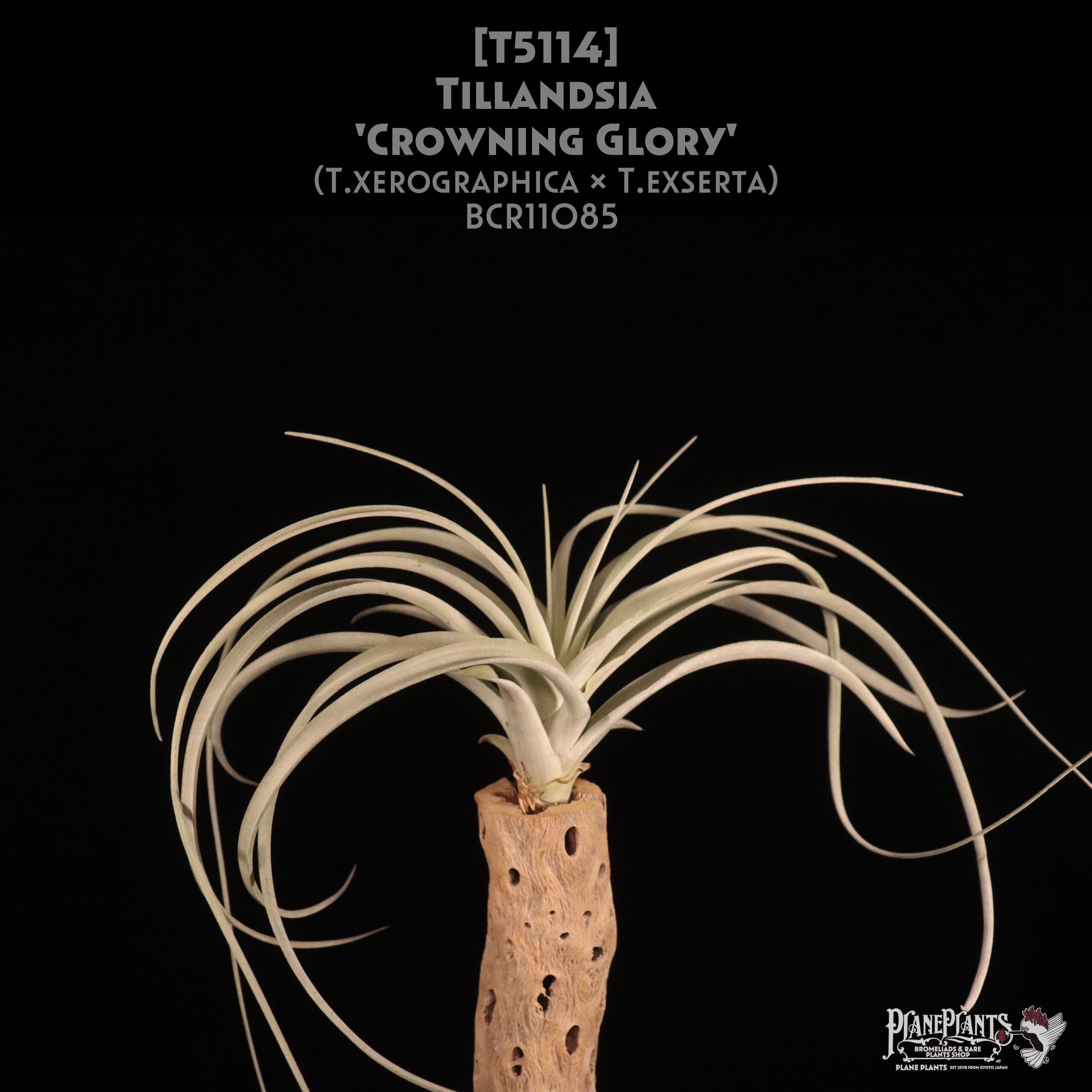 【送料無料】'Crowning Glory'〔エアプランツ〕現品発送T5114