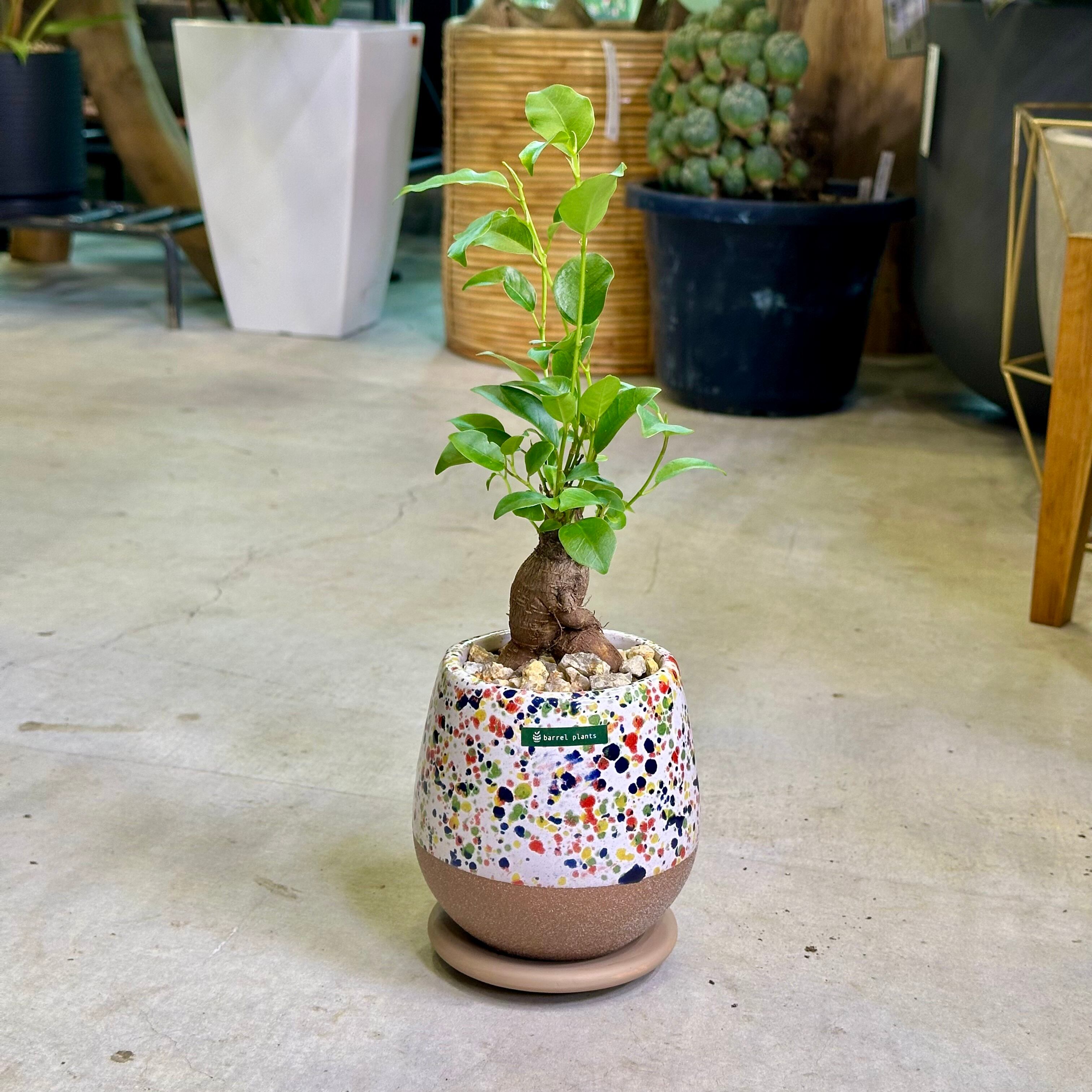 ガジュマル | barrelplants_BONSAI