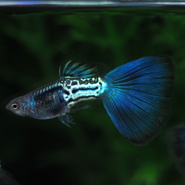 【セール】メタルブルーテール　3ペア