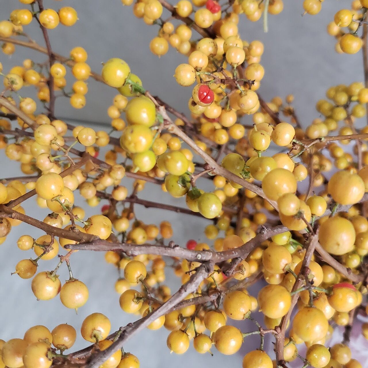 Branches 紅緋 -べにひ-