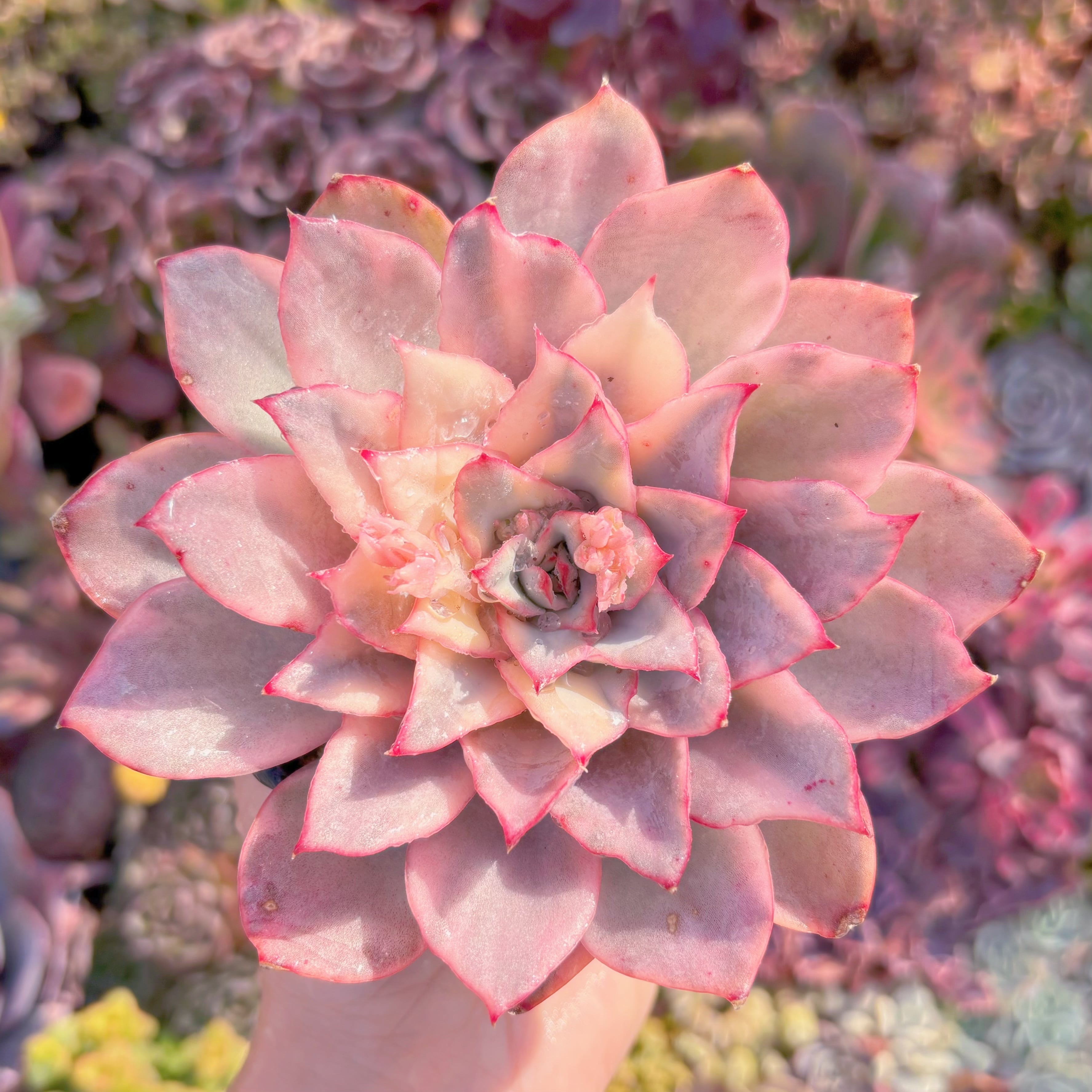 現品　月光女神錦#664　大苗　るる農園