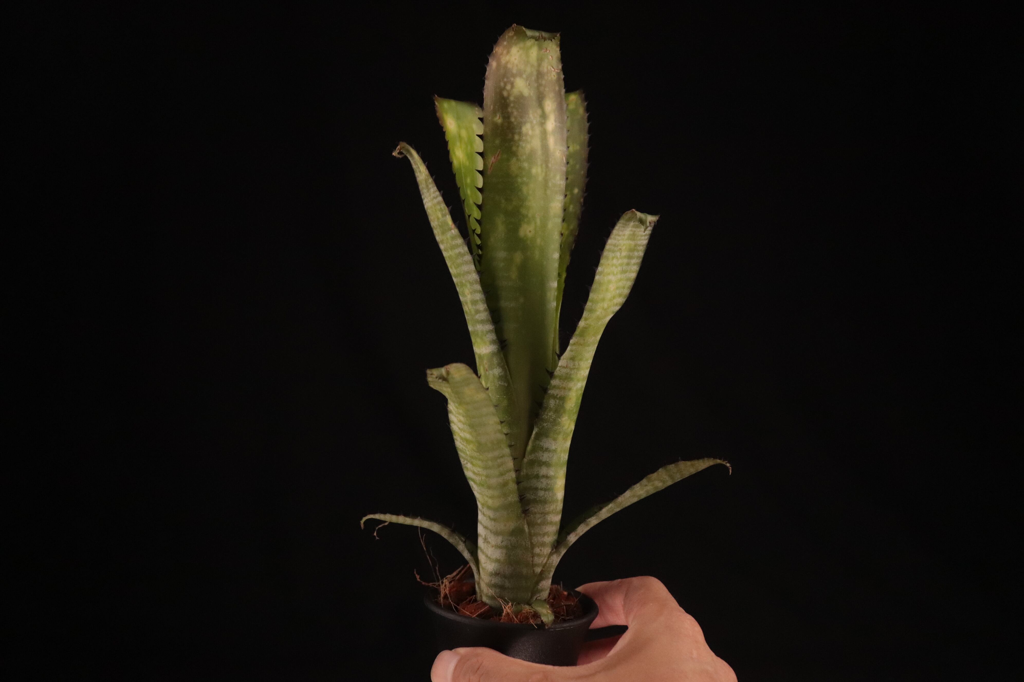 送料無料】Billbergia 'Kolan Apocalyptic' x 'Kolan Crunch