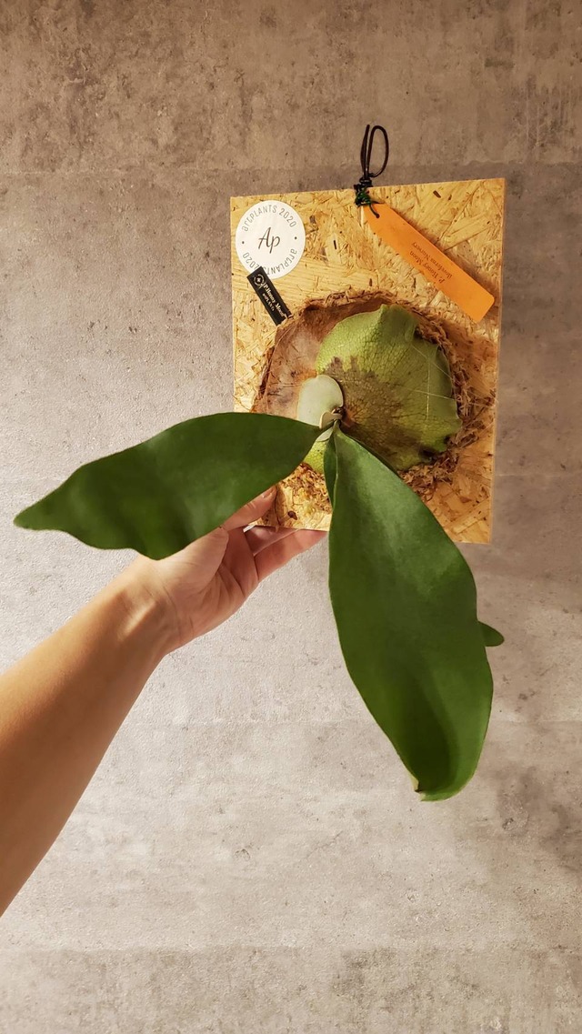 P.Honey Moon(Pup)  【artPLANTs】ビカクシダ/Platycerium