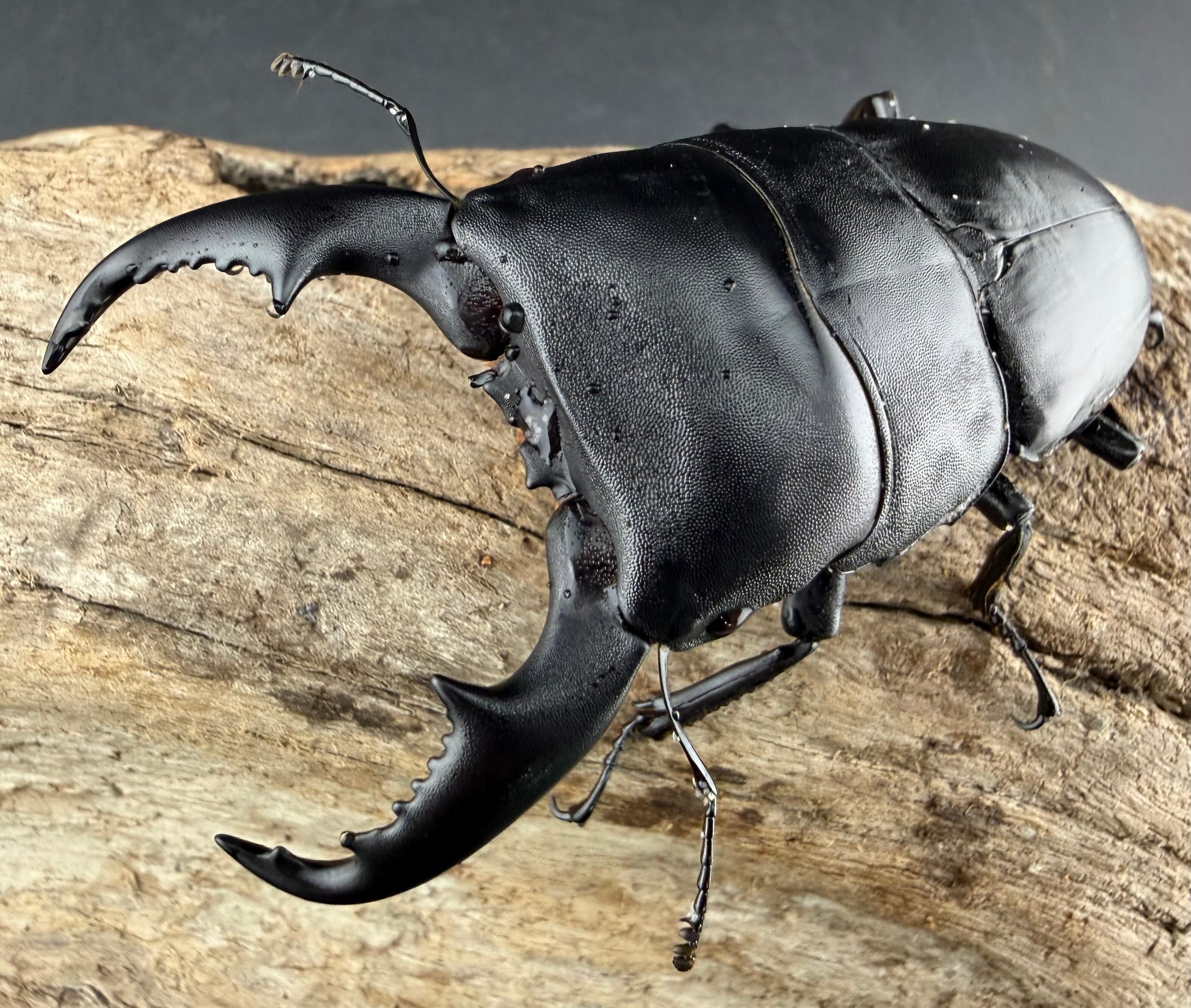 ヒラタクワガタの仲間 | KPW公式オンラインショップ