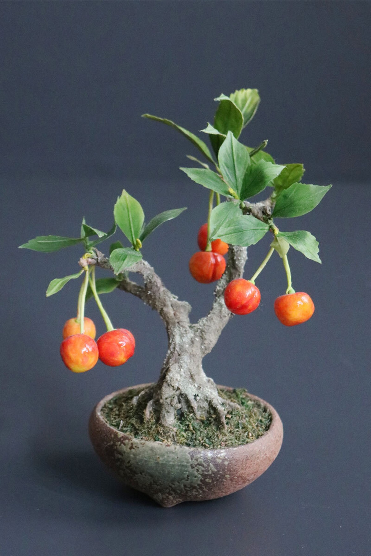 盆栽 さくらんぼ Cherry Bonsai #167 | Oh! BONSAI