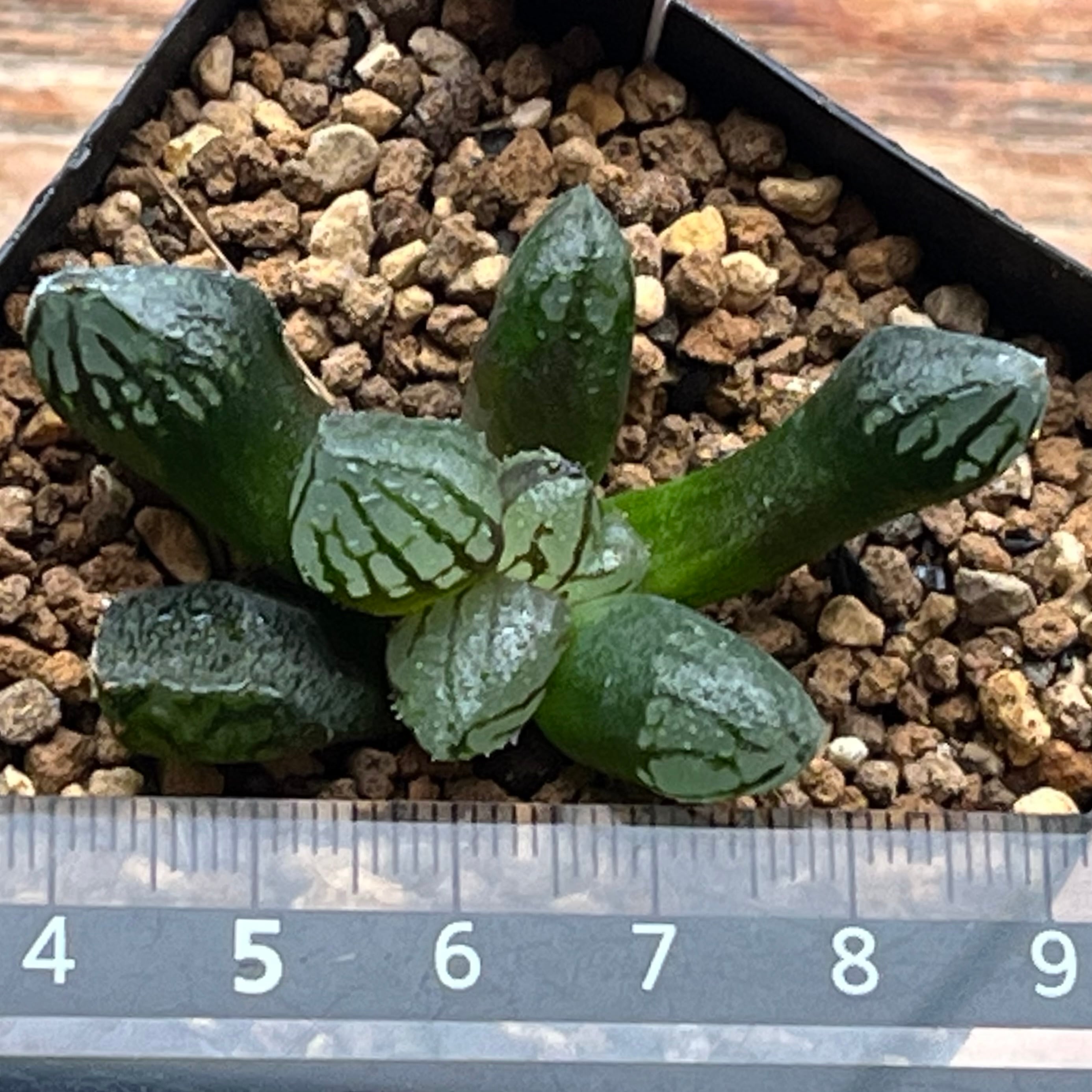 ハオルチア 水晶魔界ミュータント | mocono_plants