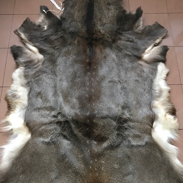 エゾシカ毛皮 北海道特産 蝦夷鹿革 冬毛鹿皮 優良美品 Npo法人北海道自然資源活用機構