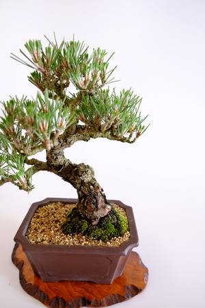 1. 黒松 Kuromatsu (Black pine)