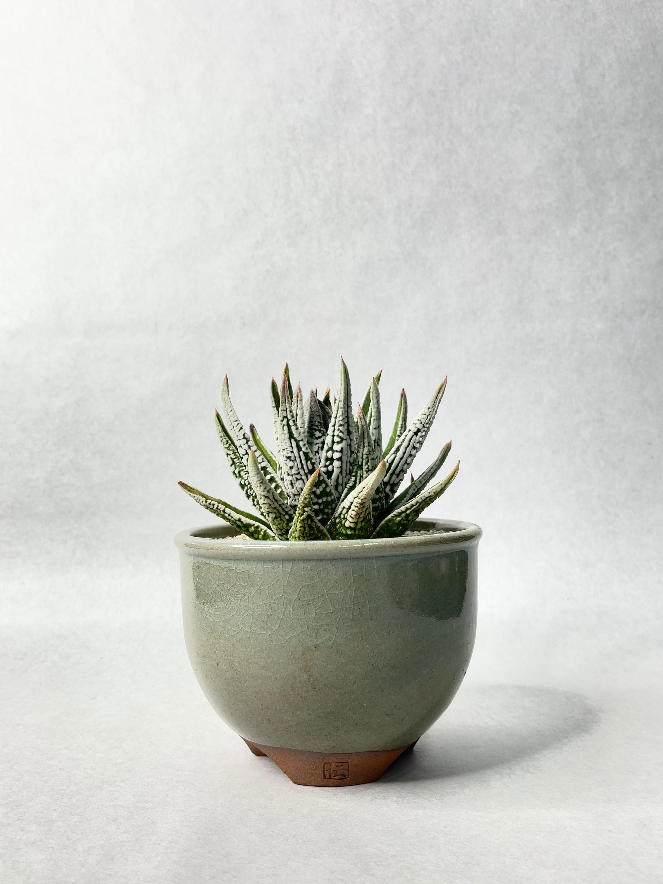 ハオルチア・皇帝 | trigger