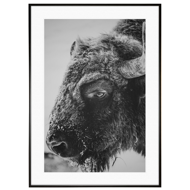 動物写真 牛(バイソン) インテリア モノクロアートポスター額装 AS1332