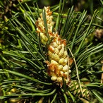 パインニードルＢＩＯ野生・ＧＣ　精油