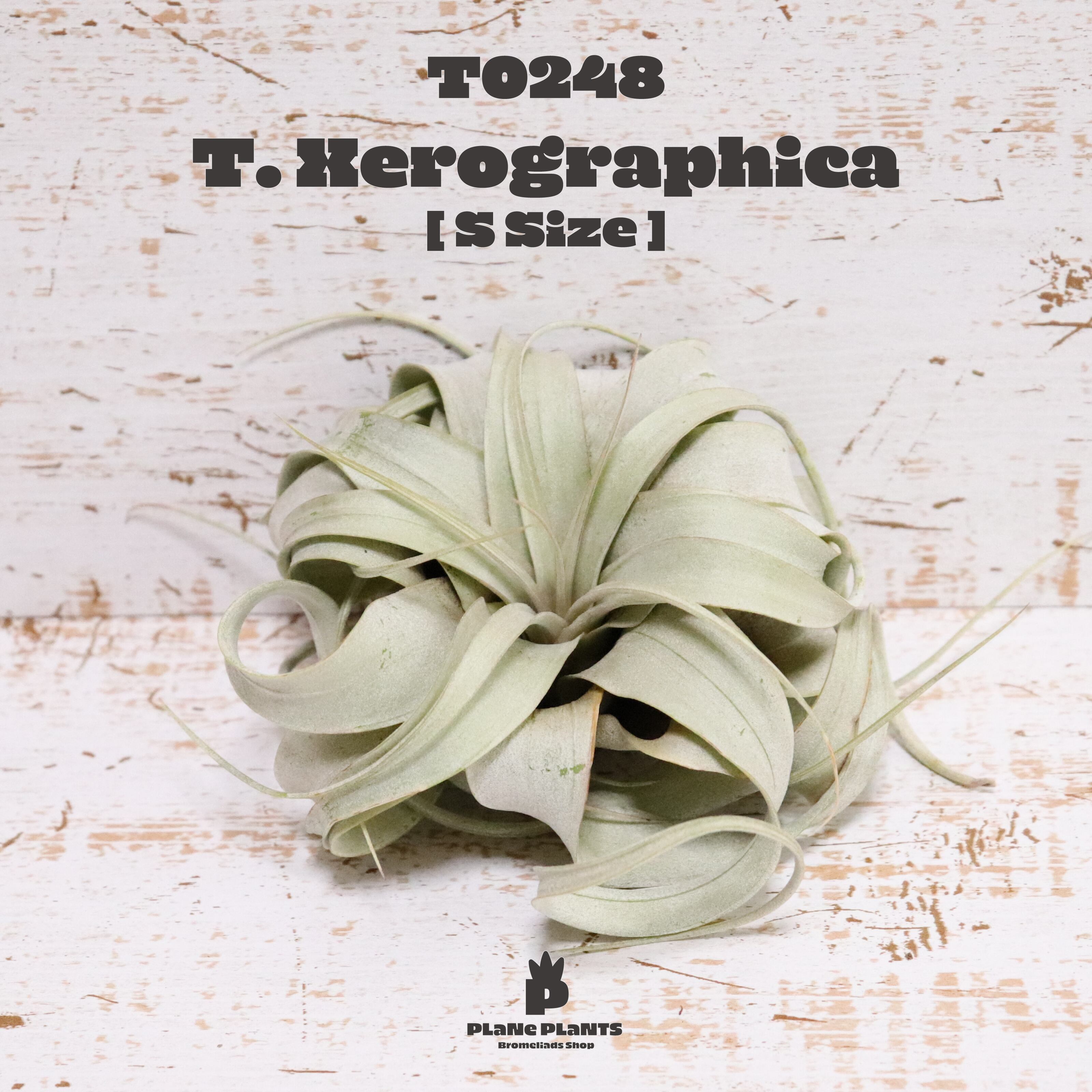 【送料無料】キセログラフィカS〔エアプランツ〕現品発送T0248