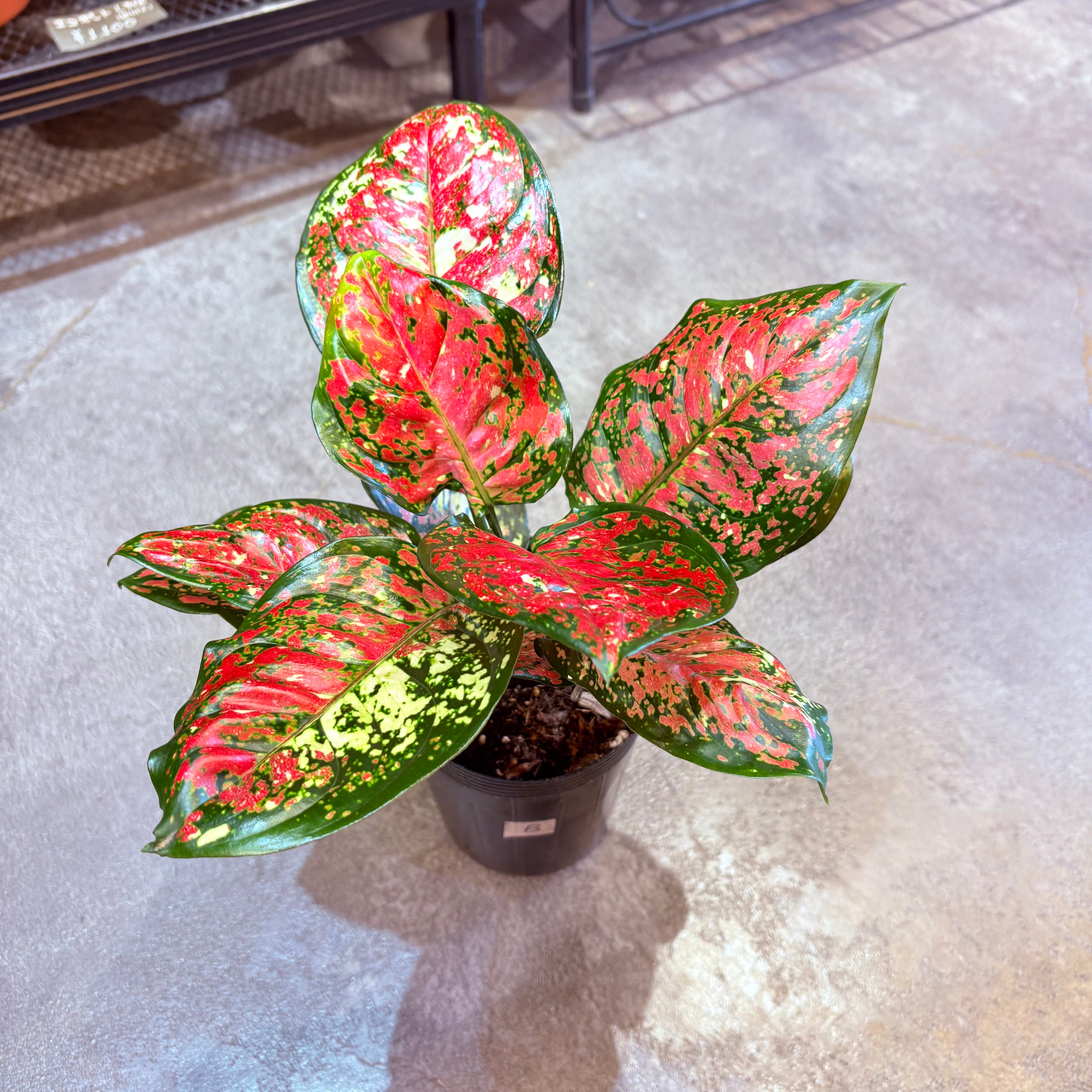 マネッティア苗 アグラオネマ アンヤマニートリカラー 3.5号 B | Green Vibes 宇都宮市