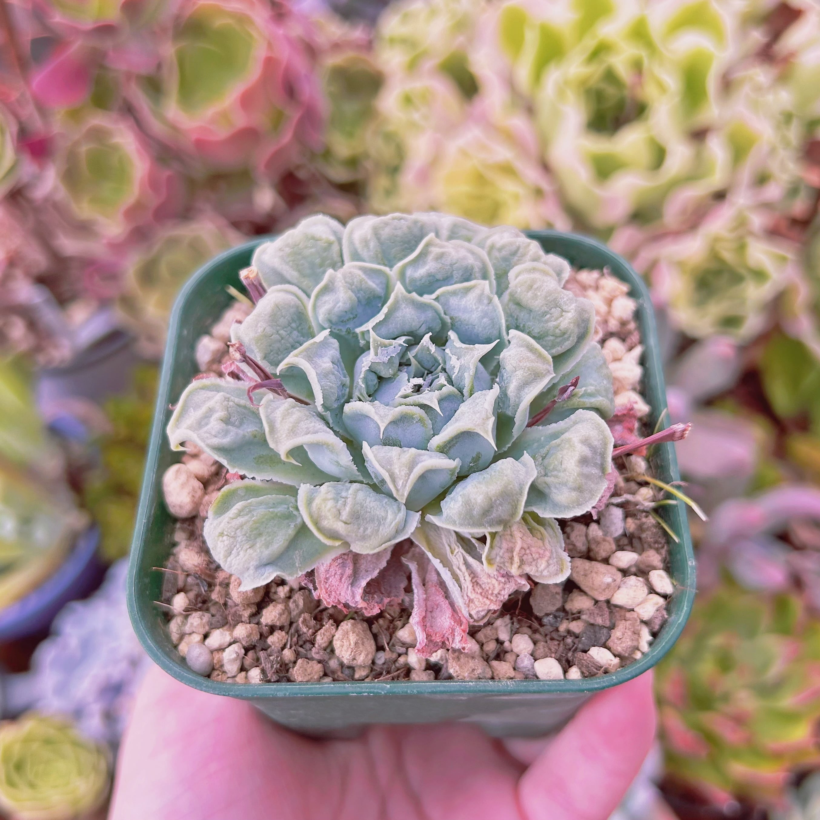 現物 多肉植物 ハートチョイス 抜き苗 | るる農園~多肉植物専門