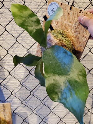 P.Hillii cv. Dragon 【artPLANTs】ビカクシダ/Platycerium