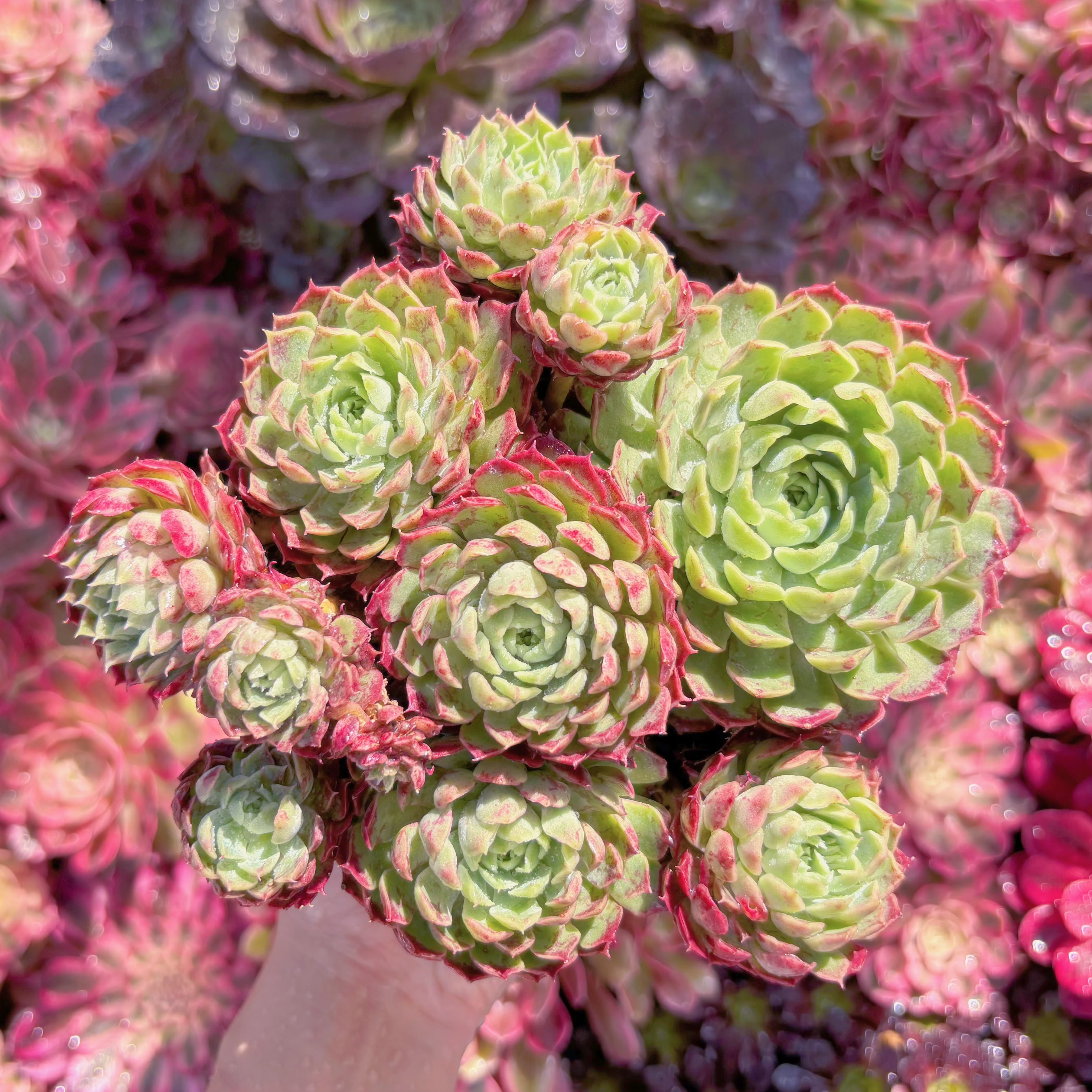 現品　朱砂痣#F250　特特大群生　新入荷　るる農園