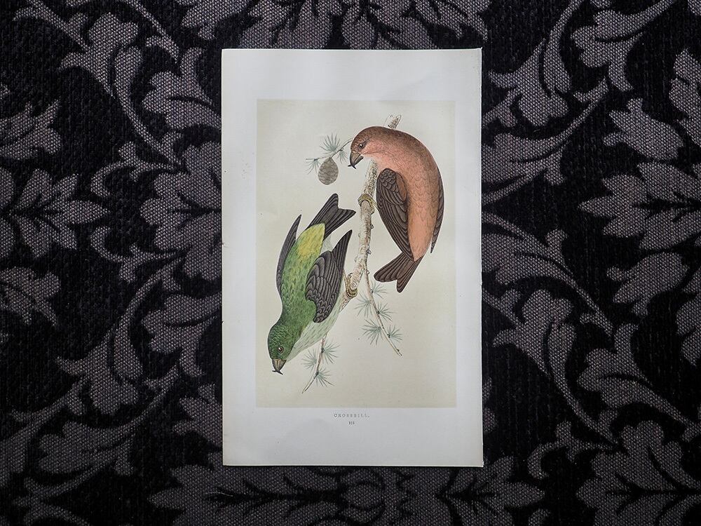 鳥の図版 Ⅴ | antique Salon