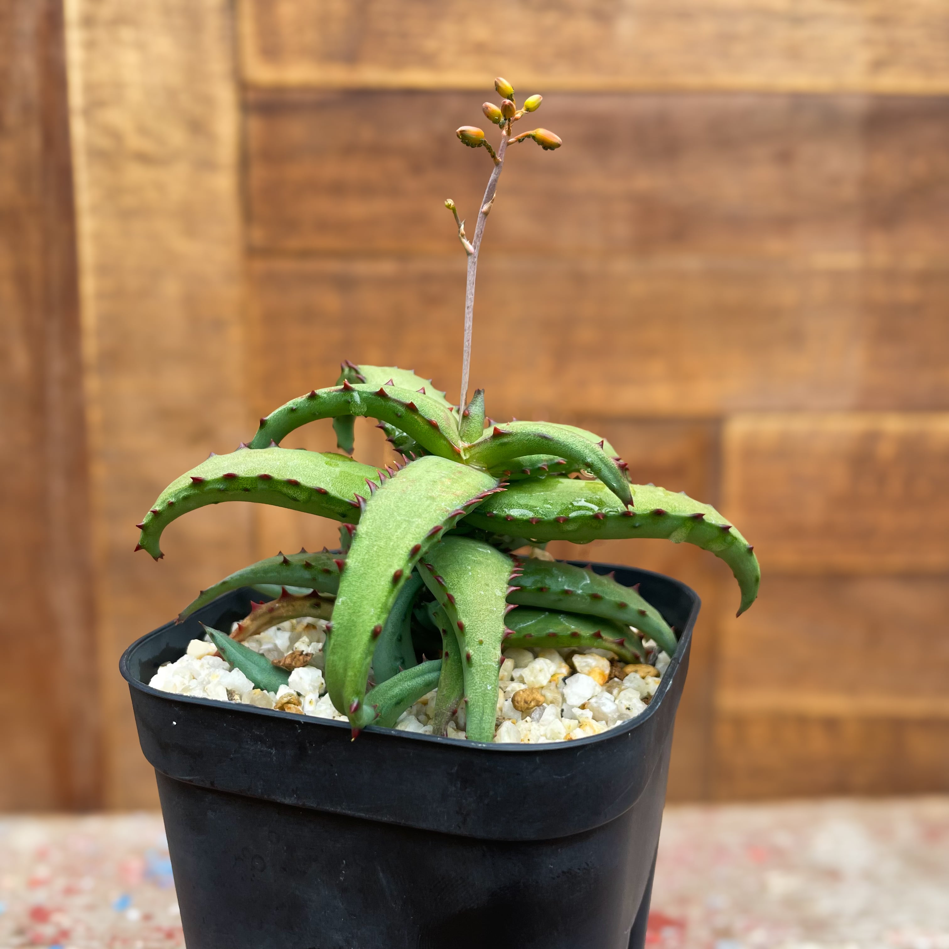 Aloe castilloniae 【アロエ・カスティロニアエ】 | RIMO