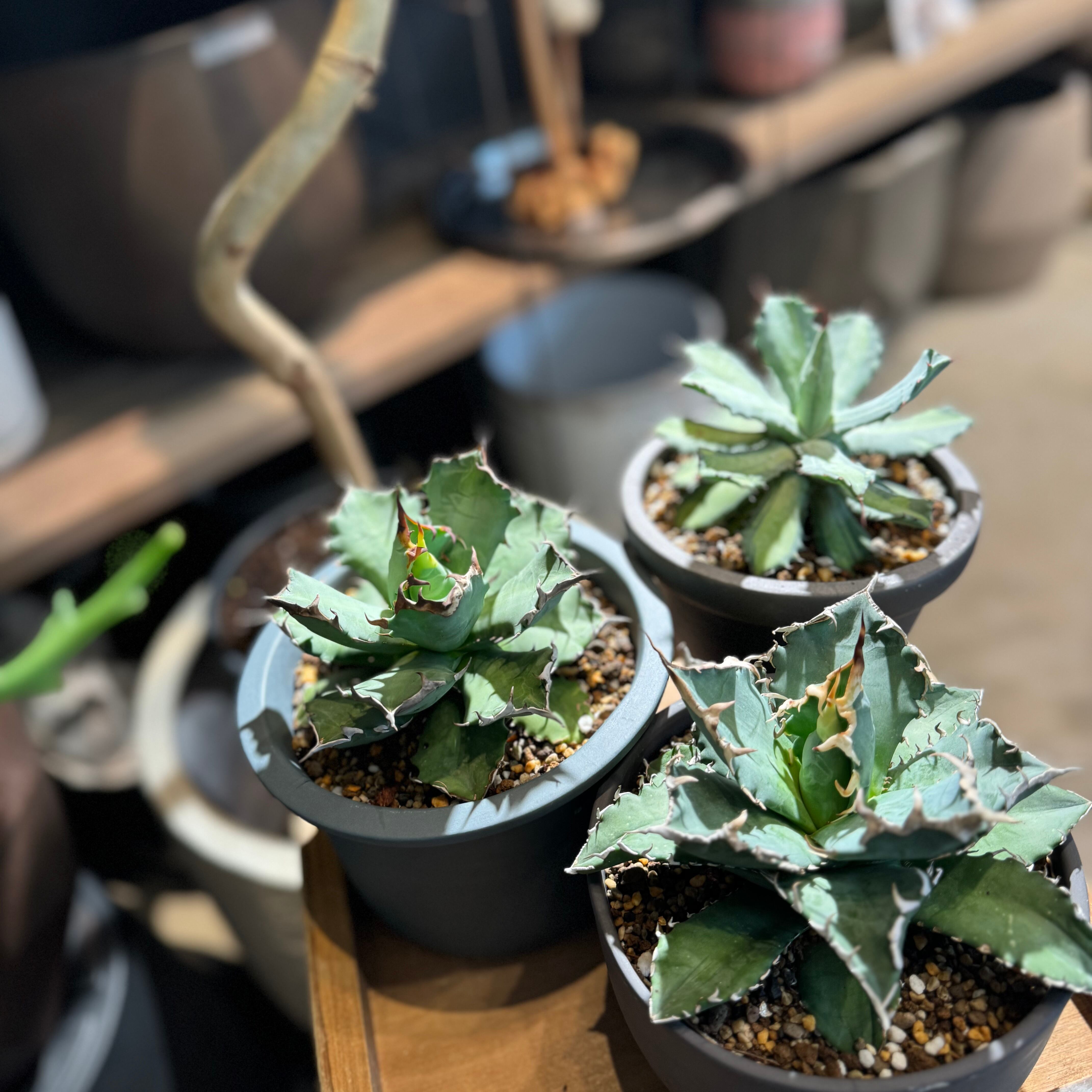 アガベ チタノタ ナンバーワン NO.1 コンパクト 肉厚 農大系④